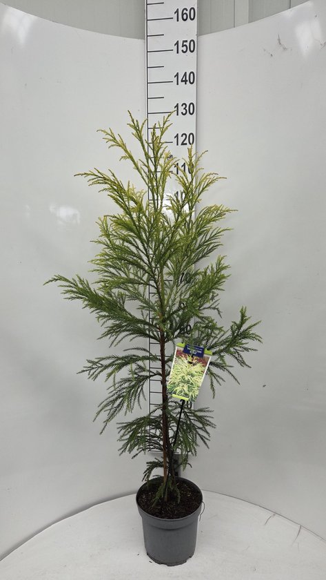 Japanse ceder 'Hongarian Gold' met fijne, geelgroene naalden en een piramidale groei, 110-120 cm hoog.