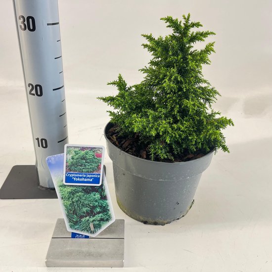 Cryptomeria japonica 'Yokohama' in pot met bruine schors, naast een grijze meetlat met markeringen van 10, 20 en 30.