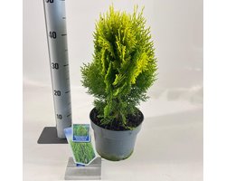 Thuja orient. ‘Aurea Nana’ (Platycladus) - Levensboom | 35-40 cm pot