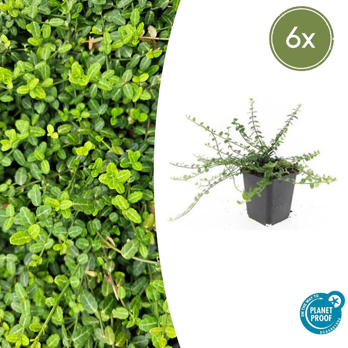 Trendyplants - Euonymus fortunei 'Minimus' - 6 stuks - Kardinaalshoed - Winterhard - Hoogte 10-30 cm - Potmaat Ø9cm