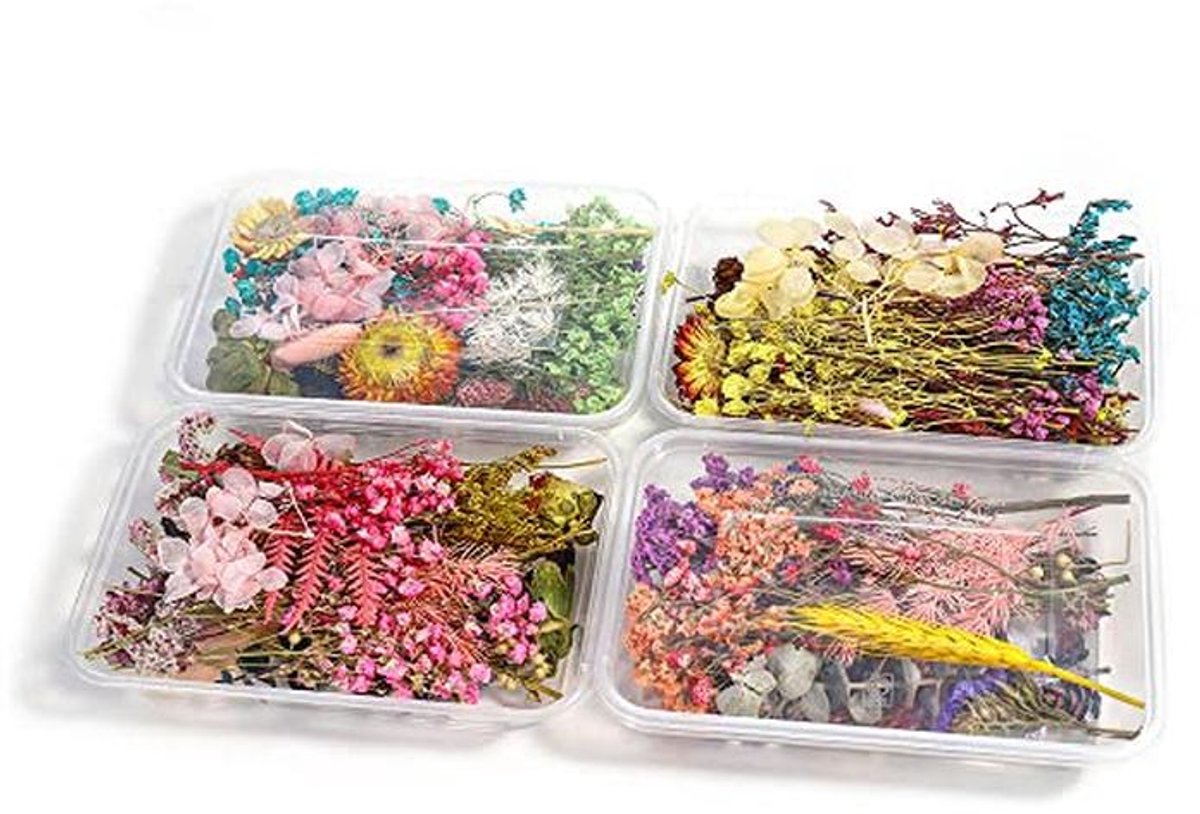 Set van 4 dozen gedroogde bloemen voor ambacht en decoratie