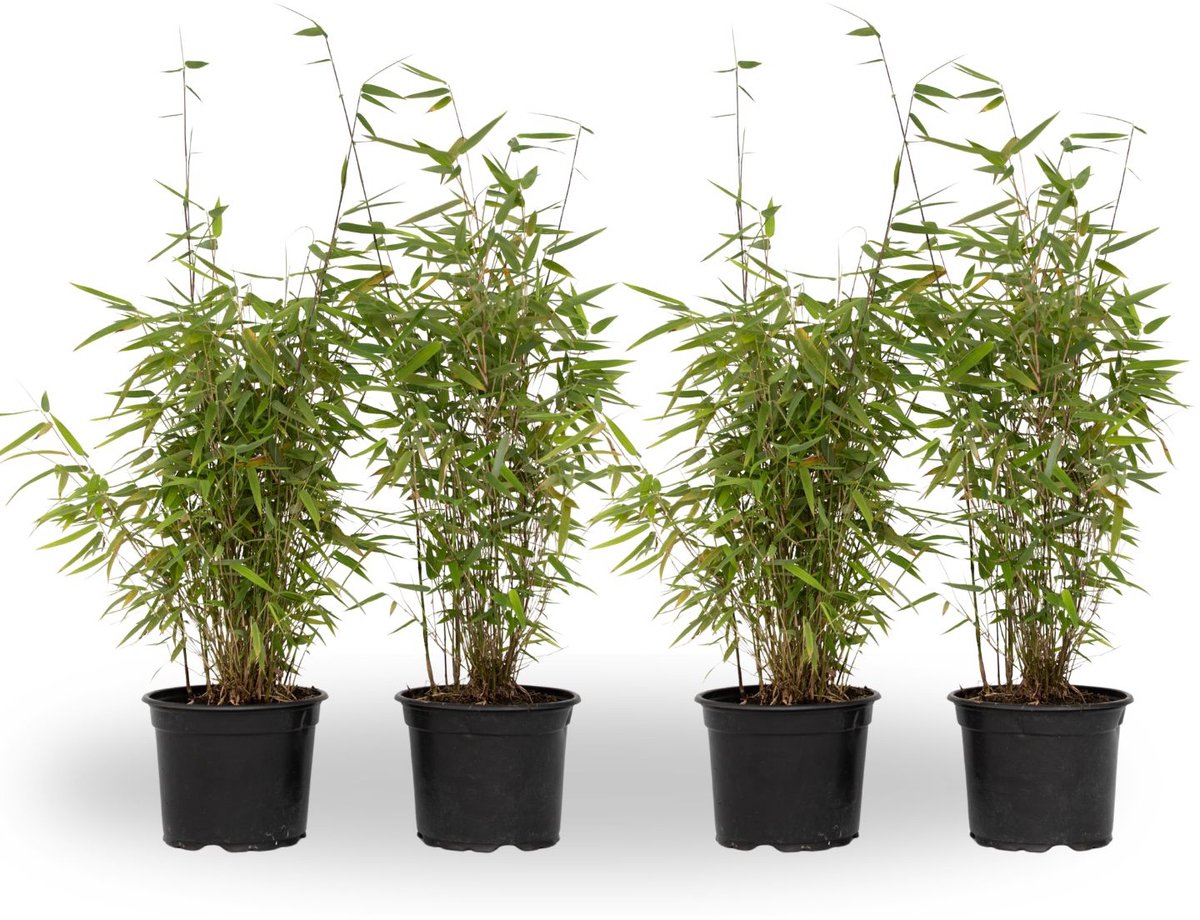 Plant in a Box - Fargesia nitida 'Red Dragon' - Set van 4 - Niet woekerende bamboe met rode stelen - Winterhard en groenblijvend - Pot 17cm - Hoogte 50-70cm