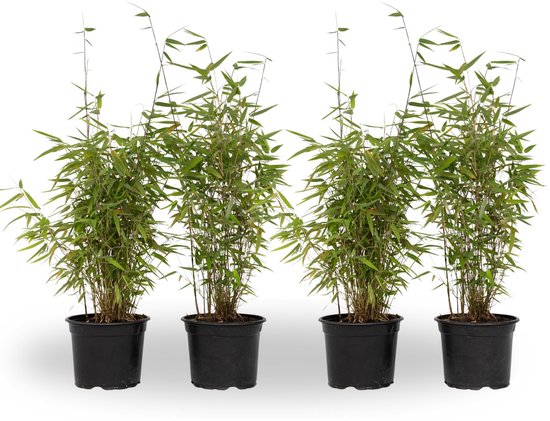 Quatre plants de bambou Fargesia nitida 'Red Dragon' en pots noirs.