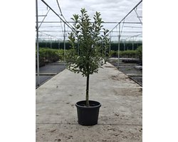 Malus domestica - Oude Appelboom 'Ecolette' - Onderstam M9 - 45L pot - ca. 2m