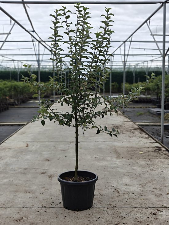 Een jonge appelboom met groene bladeren in een zwarte pot, onder een glazen kas.