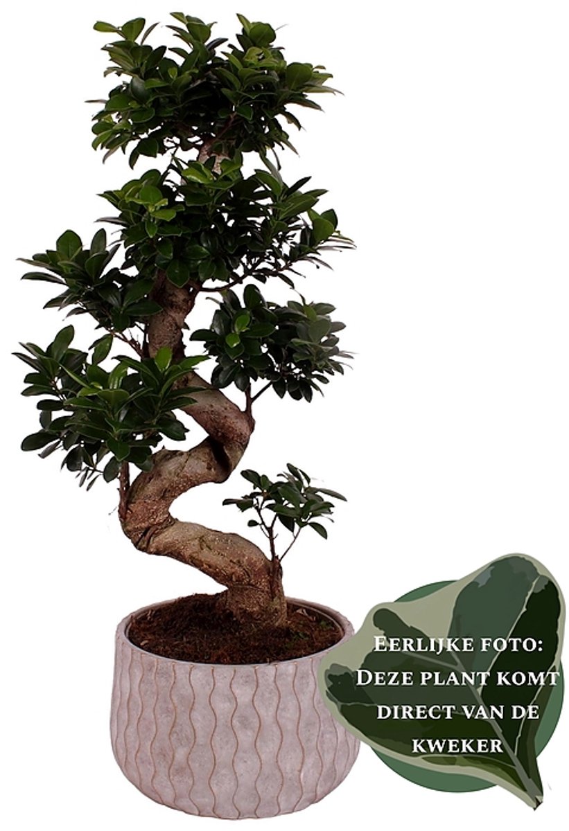 2 stuks - Ficus microcarpa 'Ginseng' - Hoogte 80cm - Potmaat 28cm - Luchtzuiverende Kamerplant - Plant binnen
