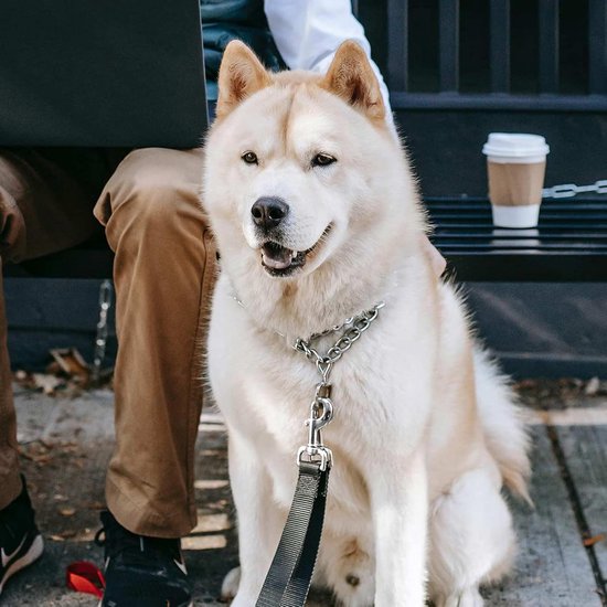 Een grote, lichte hond zit op een bankje met een metalen kettinghalsband en riem.