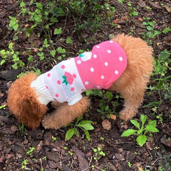 Bruine hond in een roze gebreide trui met witte col en aardbeienprint, in het gras.