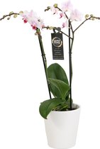 Orchidee van Botanicly – Vlinder orchidee in witte keramische pot als set – Hoogte: 45 cm, 2 takken, Wit-roze bloemen – Phalaenopsis Pico Sweet heart