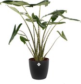 Kamerplant van Botanicly – Olifantsoor incl. sierpot zwart als set – Hoogte: 100 cm – Alocasia Zebrina