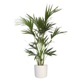 Plant Palm in ELHO b.for soft sierpot (Kentia Palm)