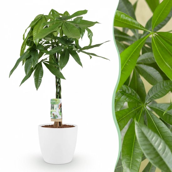 Green boutiQ - Kamerplant - Geldboom - Pachira Aquatica - Groen - Weinig onderhoud - 1 Plant - met Potter Wit - Pot 21cm - Hoogte 75 - 85cm