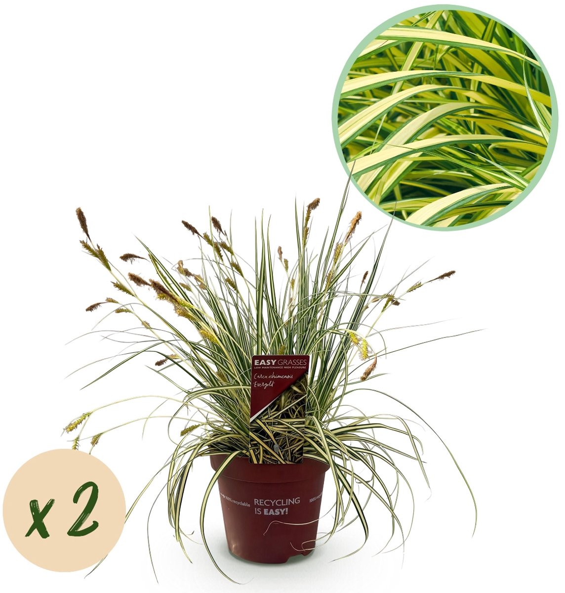Green boutiQ - Siergrassen - Carex oshimensis Evergold - Geel & Groen - 2 Planten - Bladhoudend - Weinig Onderhoud - Pot 17cm Hoogte 50cm