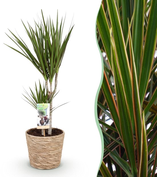 Green BoutiQ - Kamerplanten - Dracaena Marginata - Drakenbloedboom - Weinig onderhoud - met mand - Groen - 1 Plant - Pot 17cm - Hoogte 70-80cm