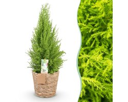 Green BoutiQ - Kamerplanten - Cupressus Gold Crest Wilma - Kamer conifeer - Weinig onderhoud - met mand - Groen - 1 Plant - Pot 21cm - Hoogte 85-95cm
