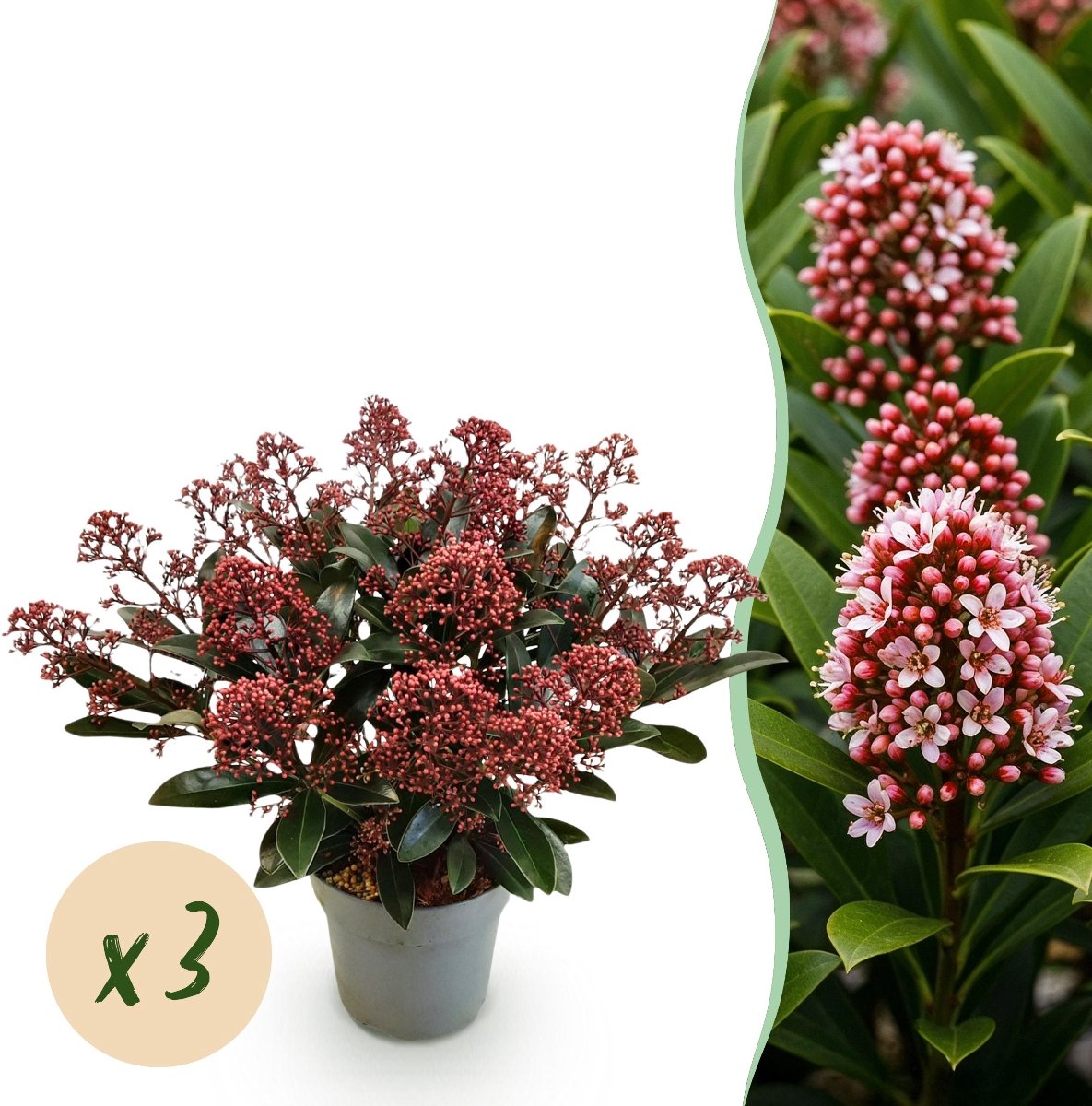 Green boutiQ - Terrasplant - Skimmia japonica Rubella - Boem Rood - 15+ Bloemen - 3 Planten - Winterhard - Pot 15cm Hoogte 30cm