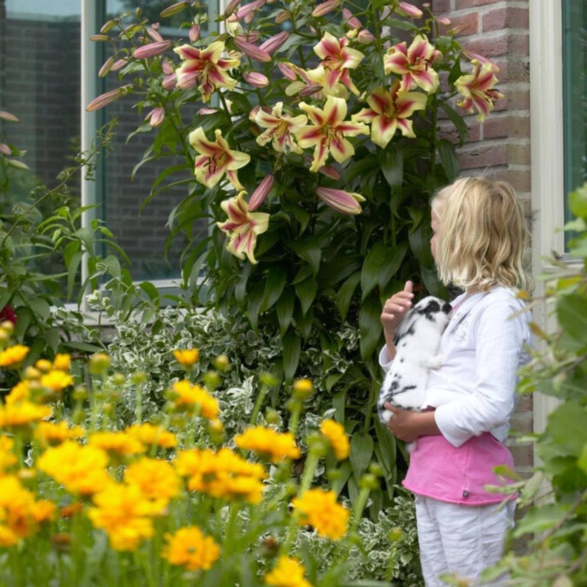 Lelie Bloembollen Winterhard - Lilium Lavon - 3 stuks - Roze - Bloem bollen Mix Meerjarig - Leliebollen