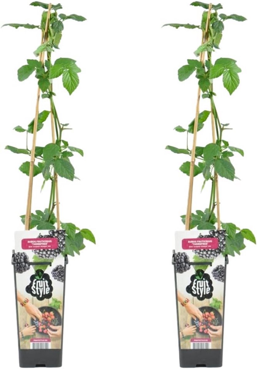 Set van 2 Doornloze Bramenstruiken (Rubus Fruticosus) - Winterharde Fruitplant voor in de Tuin - 50-70 cm Hoog in Pot