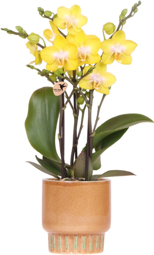 Kolibri Orchids | Gele Albenga orchidee + Bold Cognac sierpot – potmaat Ø9cm | bloeiende kamerplant – vers van de kweker
