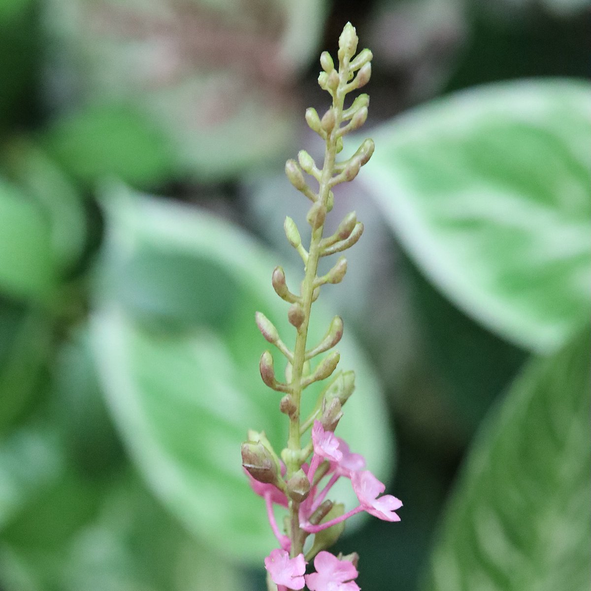 maxifleur Kunstplanten Kunst Lavendel tak 75cm Cerise Roze
