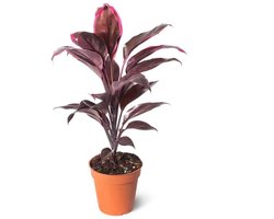 JUNAVERA Cordyline fruticosa Rumba terrariumplant | kleurrijk blad | 12 cm pot | 36 cm hoog