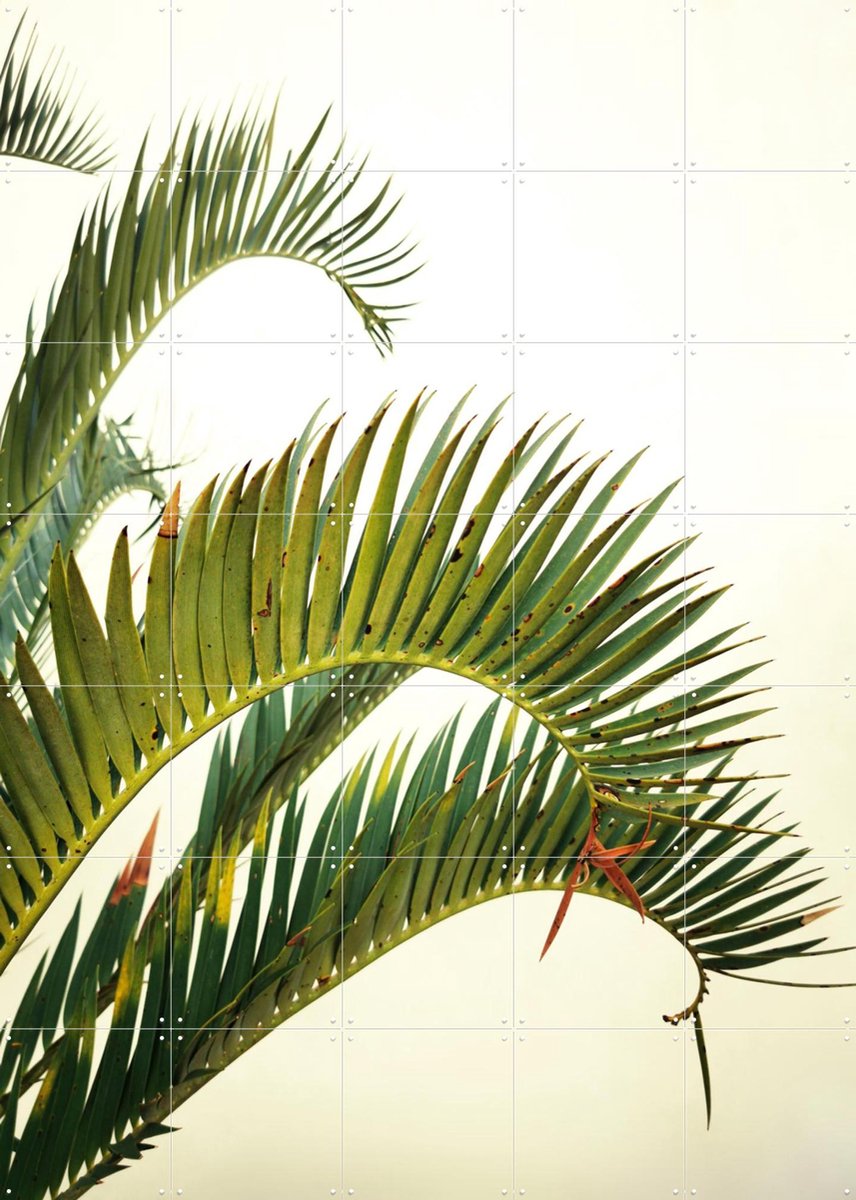 IXXI Naples Green, Angelo Cerantola - 100 x 140 cm - Gratis ophangtool - Grote wanddecoratie en posters - Fotografie, Natuur, Planten