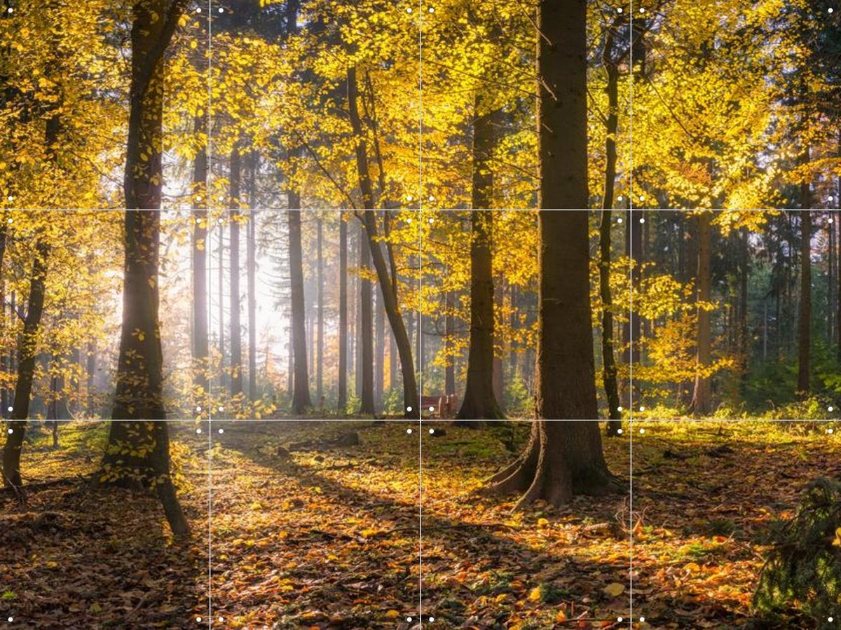 IXXI panoramic forest, Jan Becke - 80 x 60 cm - Gratis ophangtool - Grote wanddecoratie en posters - Impressionisme, Fotografie, Naturalisme