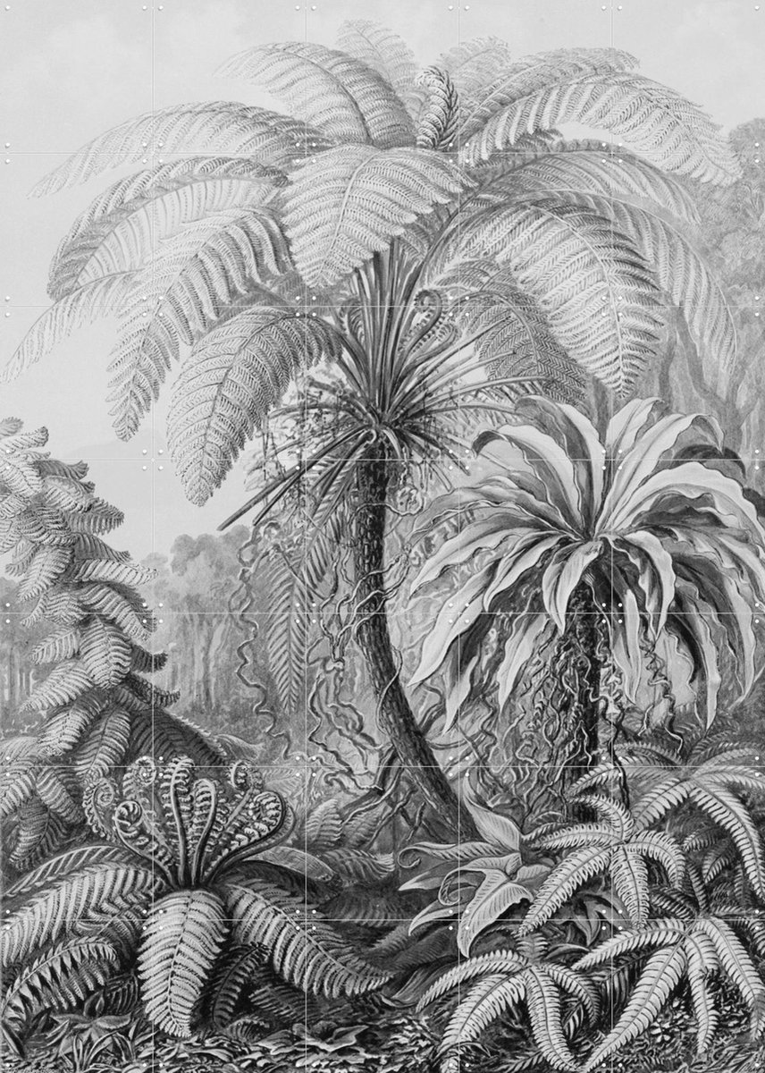 IXXI Ferns, Ernst Haeckel & Victoria and Albert Museum - 100 x 140 cm - Gratis ophangtool - Grote wanddecoratie en posters - Naturalisme, Klassiek
