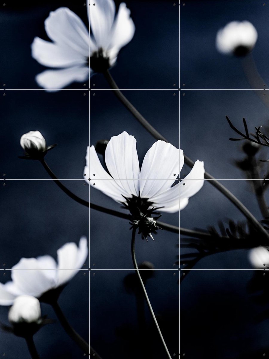 IXXI Wild Flowers, Mareike Böhmer - 60 x 80 cm - Gratis ophangtool - Grote wanddecoratie en posters - Klassiek, Fotografie, Woonkamer, Slaapkamer