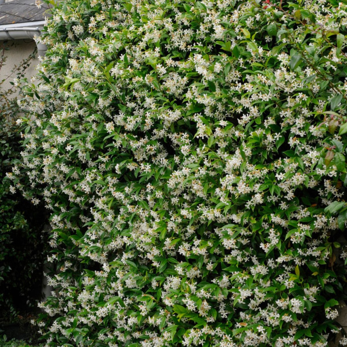 Toscaanse jasmijn (Trachelospermum Jasminoides) - - Vaste planten - Geurend - Groenblijvend - Klimplant