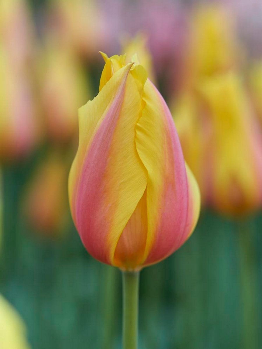 20x Tulpen 'Blushing lady' - BULBi® Bloembollen met bloeigarantie