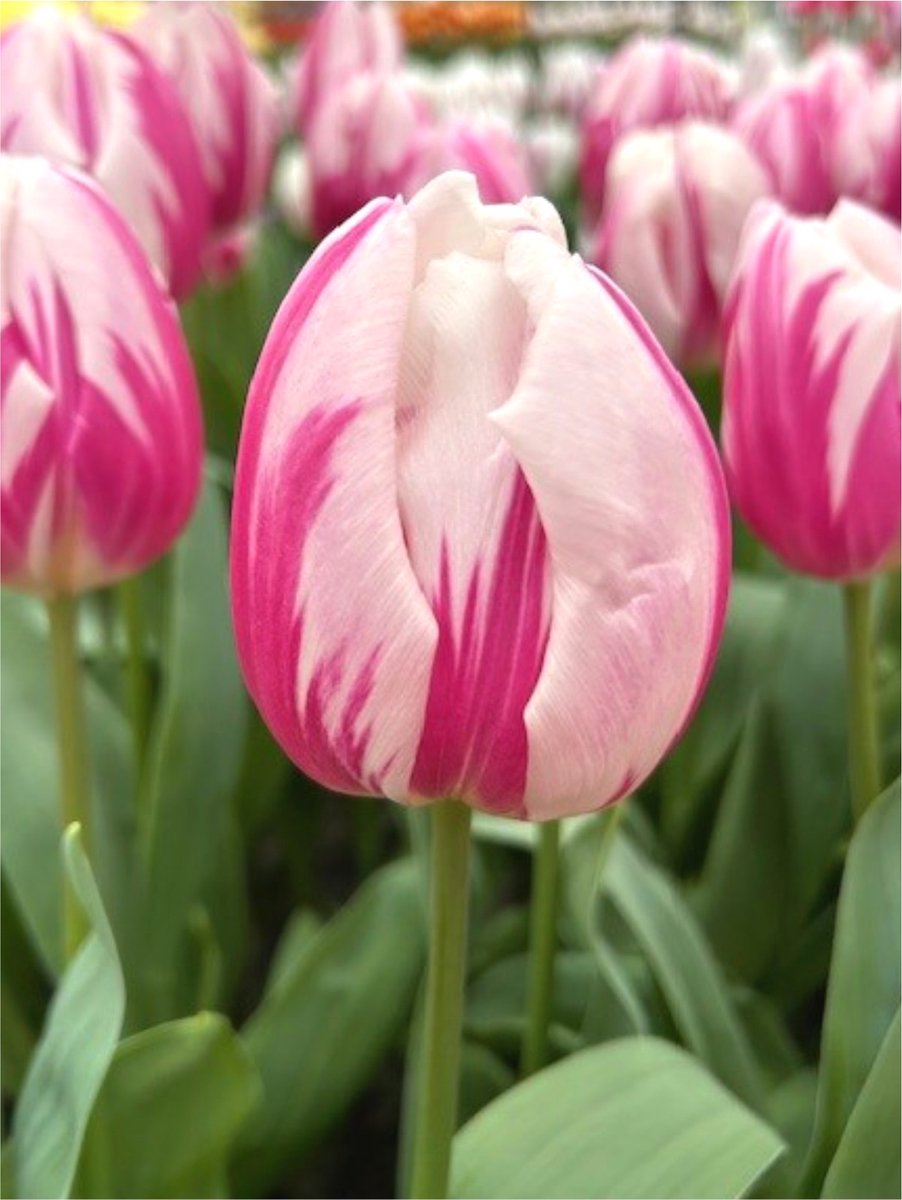 15x Tulpen 'Bojangles' - BULBi® Bloembollen met bloeigarantie