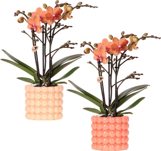Kolibri Company | Plantenset Poppy Orange Orchids | Oranje orchidee Bolzano incl. keramieken sierpotten