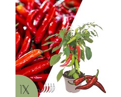 NatureNest | Hot Chili peper plant | set | Capsicum annuum | eetbare rode pepers