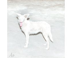 Malandra