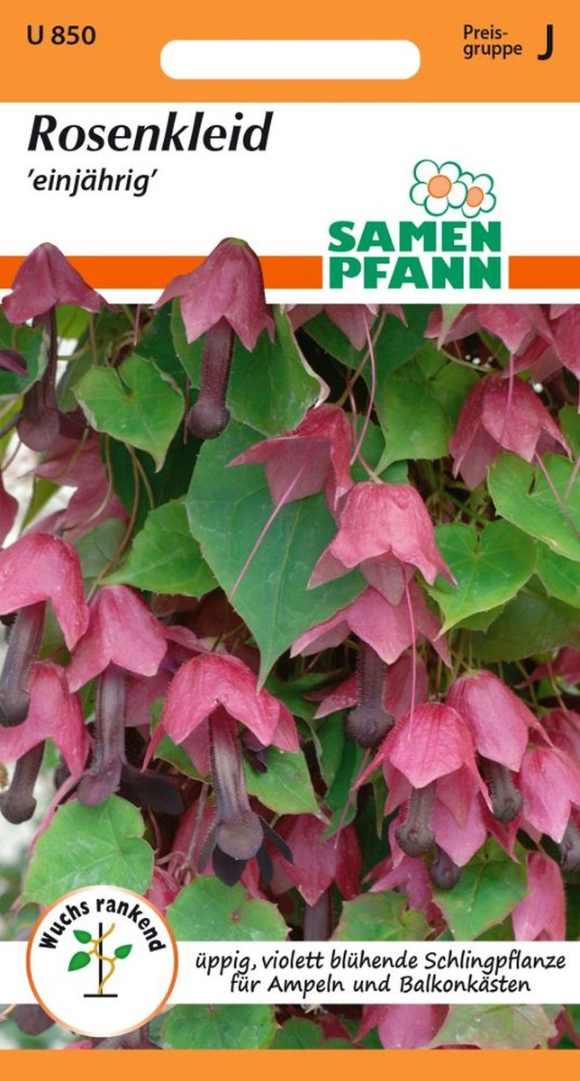 Rozenjurk (Rhodochiton) - Bloemzaden, zaden van klimplanten, zaadjes van zaailingen