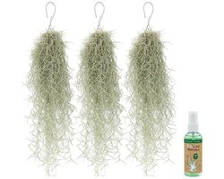 vdvelde.com - Tillandsia usneoides Spaans mos 3 stuks - Luchtplant onderhoudsvriendelijk - Hangplant zonder aarde voor thuis & decoratie