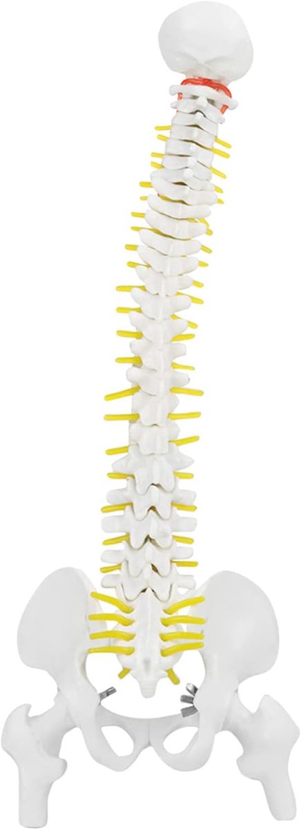 Wervelkolom Model - Ruggenwervel Anatomie - Medisch Onderwijs - Flexibel met Zenuwen - 45 cm Hoog - Wit