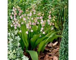 Roze lelietje-van-dalen (Convallaria majalis rosea) - - Lelietje van Dalen 100% BIO - Bijen-Vlinders - Snijbloemen - Biologische-Ecologische bollen