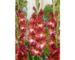 20x Gladiolen 'Tiramisu' - BULBi® Bloembollen met bloeigarantie