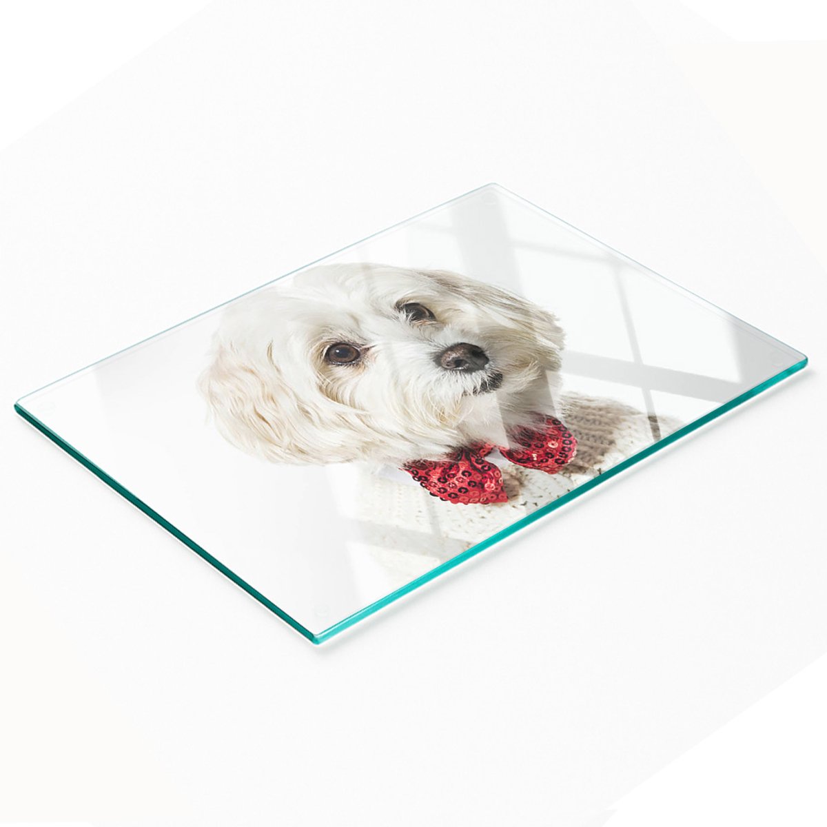 Multifunctioneel decoratief glazen keukenbord met Maltezerhondje, 80x52 cm
