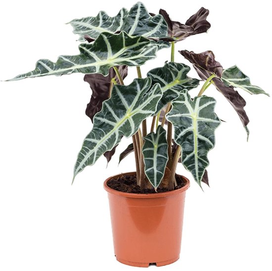 Alocasia polly M kamerplant