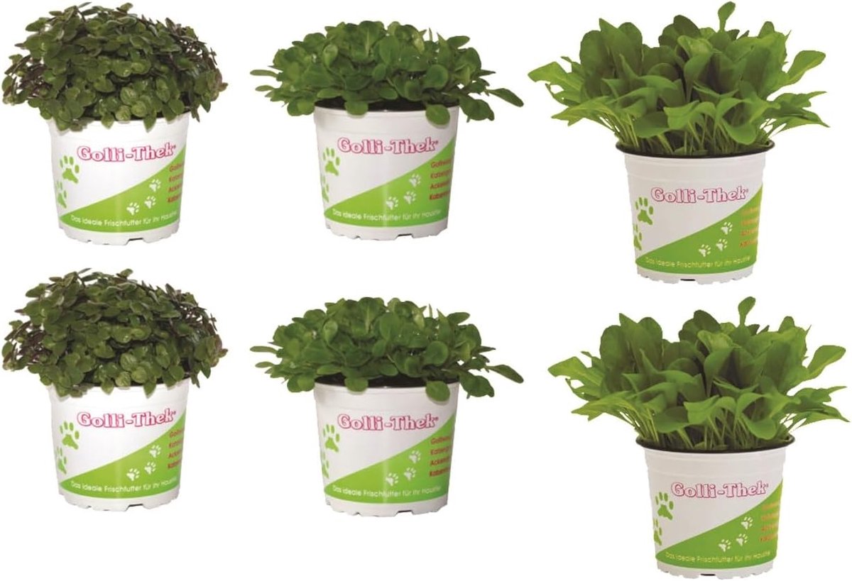 Voederplanten Set - Planten Voer - Reptiel Voeding - Vers Natuurlijk Vitamine