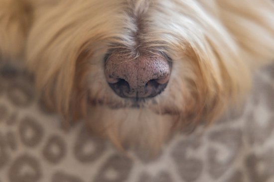 Close-up van de neus van een witte labradoodle.