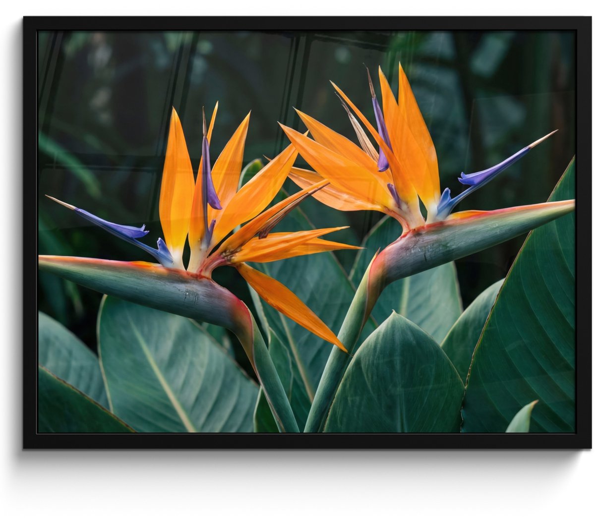 FrameYourWall Poster in lijst - Fotolijst 70x50 cm - Posters - Paradijsvogel - Bloem - Exotisch - Posterlijst zwart - Decoratie - Wanddecoratie woonkamer - Muurdecoratie slaapkamer