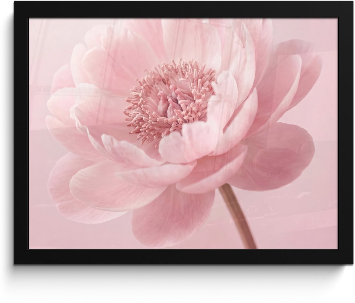 FrameYourWall Poster in lijst - Fotolijst 40x30 cm - Posters - Bloem - Pioenroos - Roze - Posterlijst zwart - Decoratie - Wanddecoratie woonkamer - Muurdecoratie slaapkamer