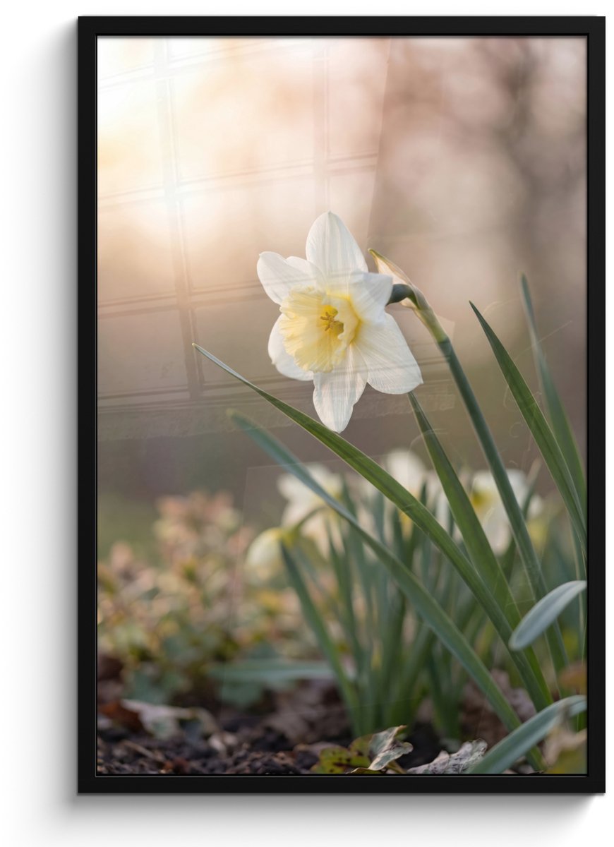 FrameYourWall Poster in lijst - Fotolijst 60x90 cm - Posters - Narcis - Bloem - Minimalistisch - Posterlijst zwart - Decoratie - Wanddecoratie woonkamer - Muurdecoratie slaapkamer Narcist - Bloem - Minimalistisch