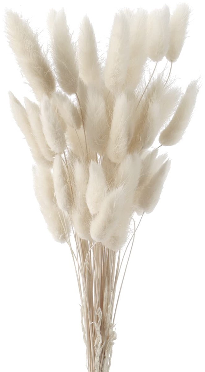 Set van 50 konijnenstaartjes - pampasgras - natuurlijke gedroogde bloemen - boho planten decoratie voor thuis - tafel en bruiloft decoratie wit