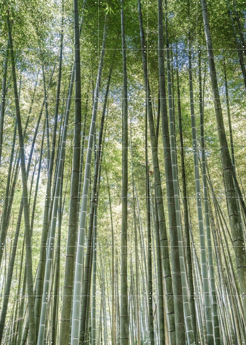 IXXI Bamboo Forest, Photolovers - 100 x 140 cm - Gratis ophangtool - Grote wanddecoratie en posters - Fotografie, Abstract, Realisme, Naturalisme
