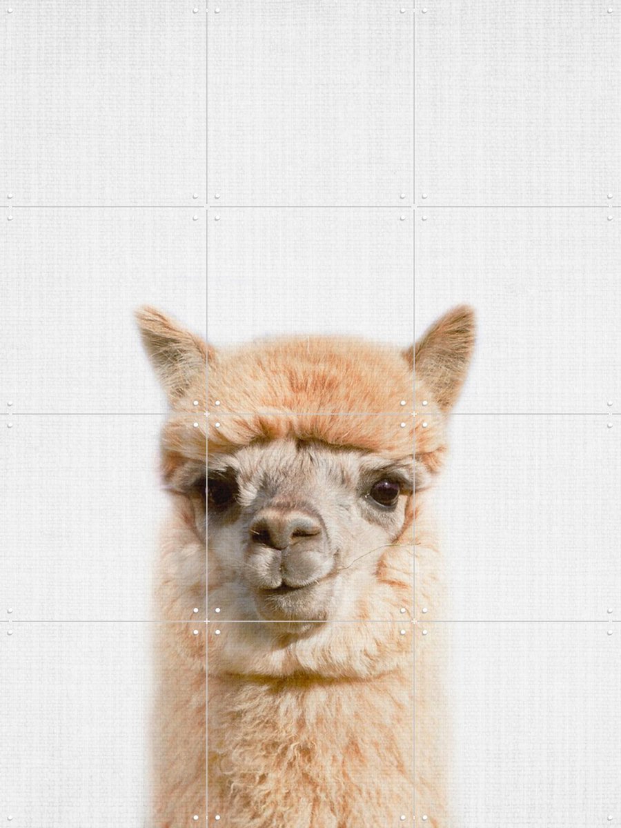 IXXI Alpaca, Lila + Lola - 60 x 80 cm - Gratis ophangtool - Grote wanddecoratie en posters - Decoratieve kunsten, Speels, Realisme, Fotografie